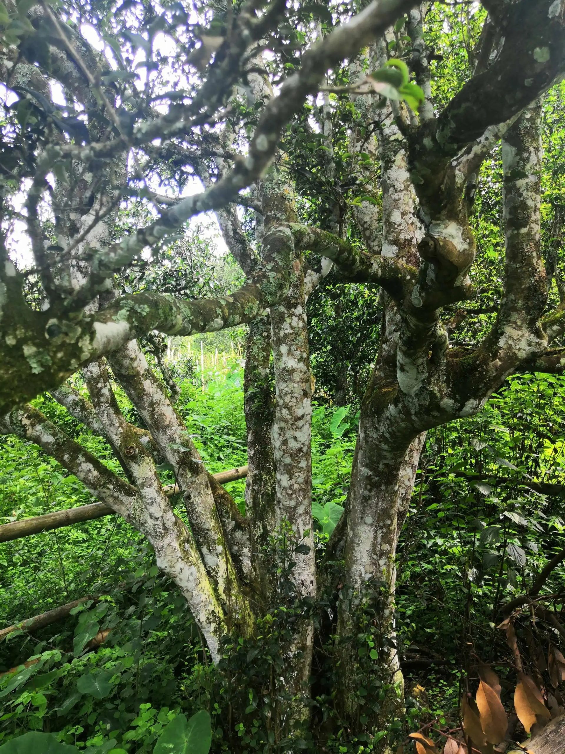 2023年困鹿山古樹春茶多少錢一公斤？