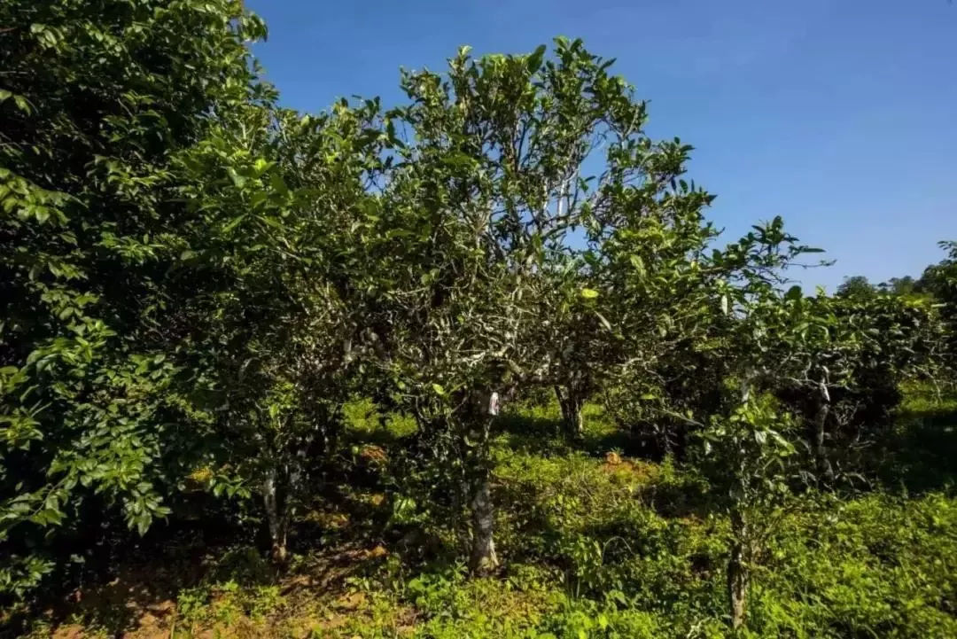 2023年迷帝古樹春茶口感怎么樣？