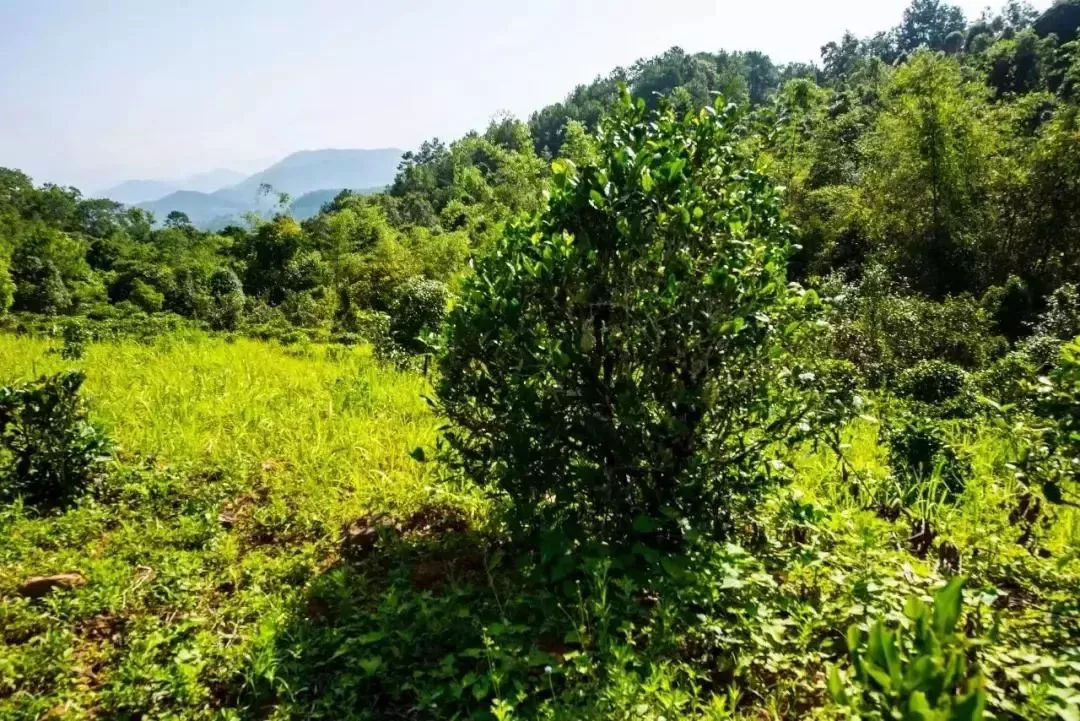 2023年迷帝古樹春茶特點是什么？