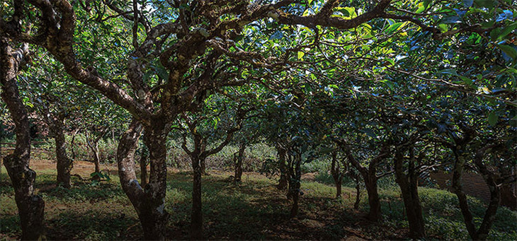 2023年小戶賽古樹春茶品質(zhì)怎么樣？