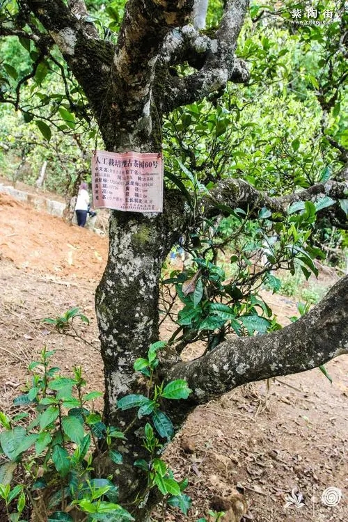 2023年小戶賽古樹春茶特點是什么？