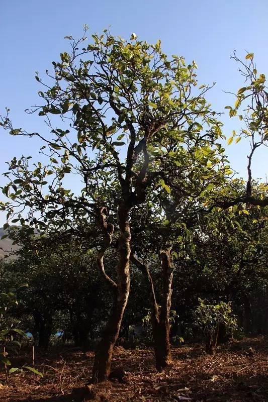 2023年小戶賽古樹春茶多少錢一公斤？