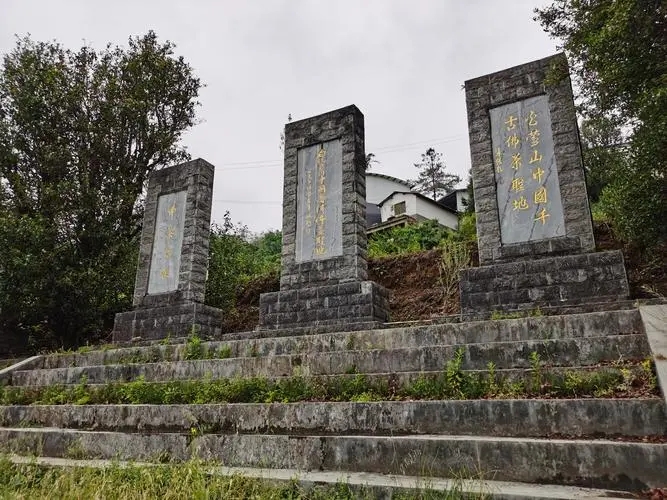 2023年白鶯山古樹春茶品質(zhì)如何？