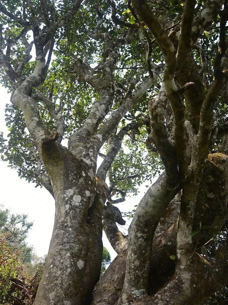 2023年白鶯山古樹春茶多少錢一公斤？