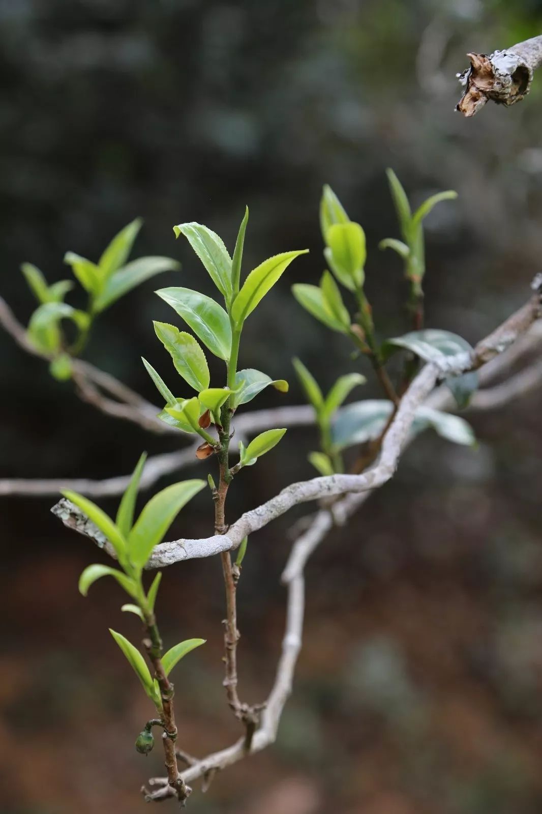 2023年昔歸古樹春茶特點是什么？