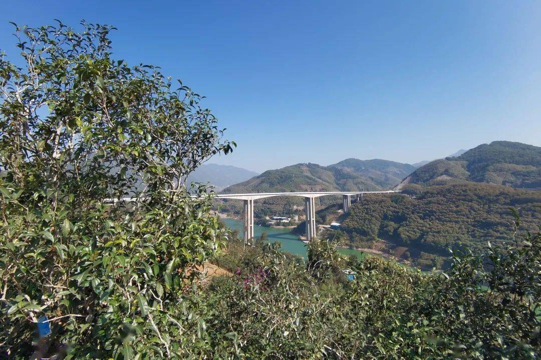 2023年邦東古樹春茶口感怎么樣？