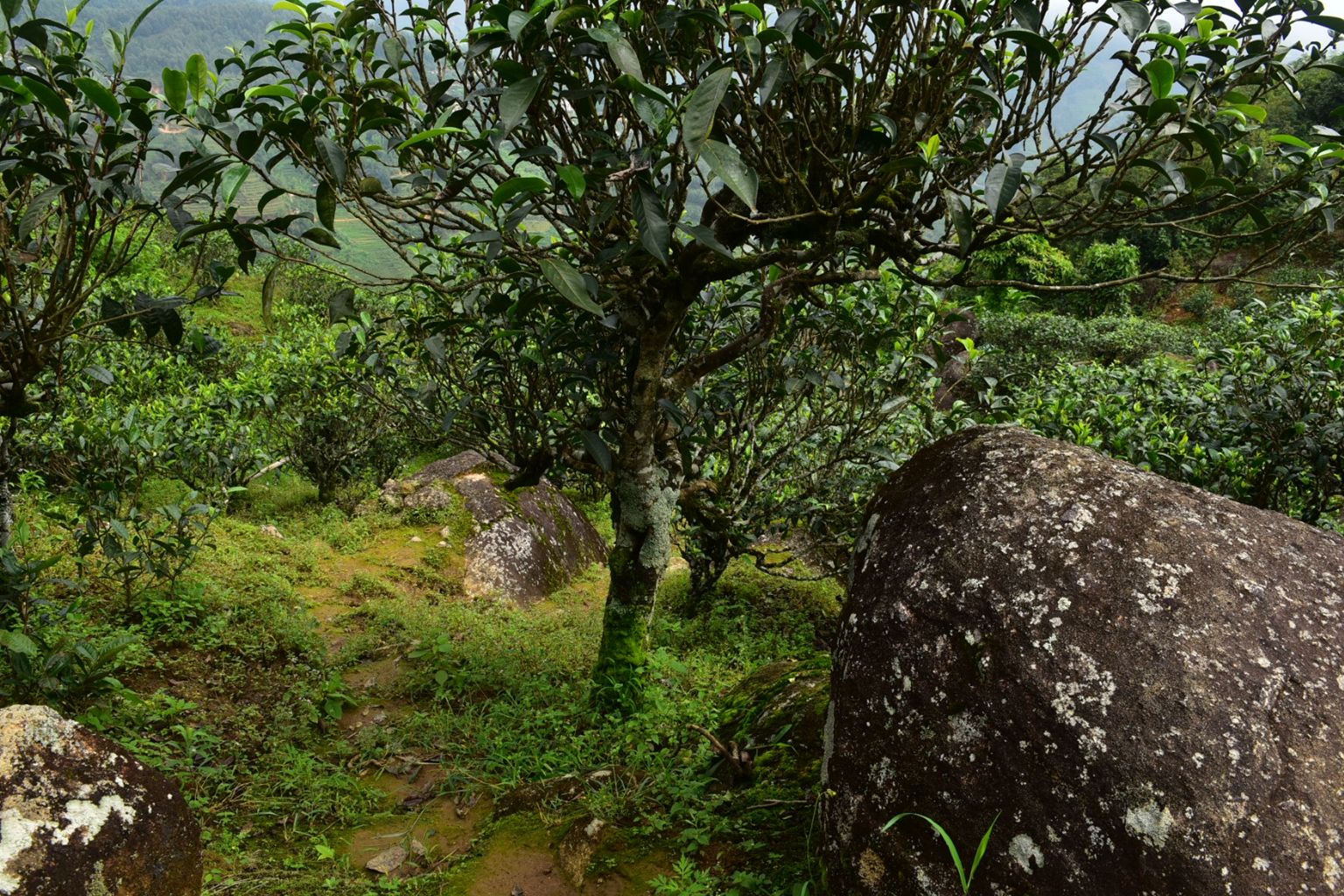 2023年邦東古樹春茶特點是什么？