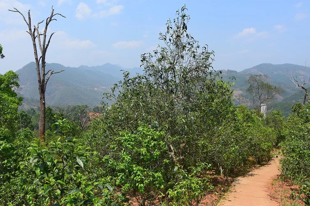 2023年邦東古樹春茶價格是多少？