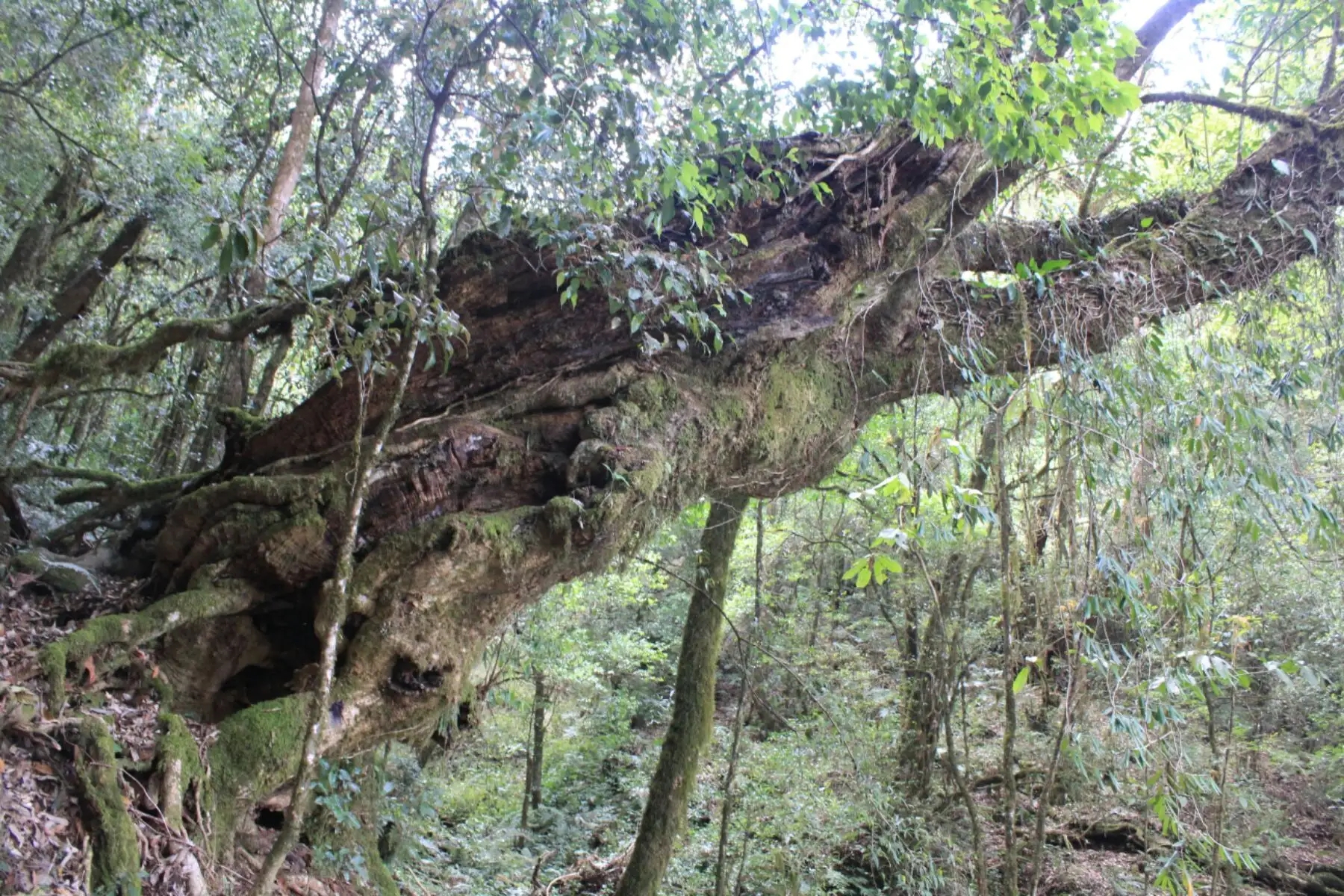 2023年大雪山古樹春茶口感怎么樣？
