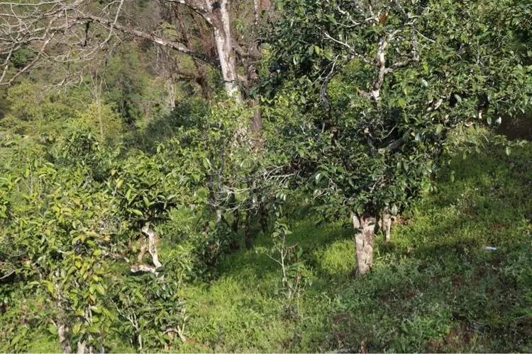 2023年大雪山古樹春茶價格是多少？