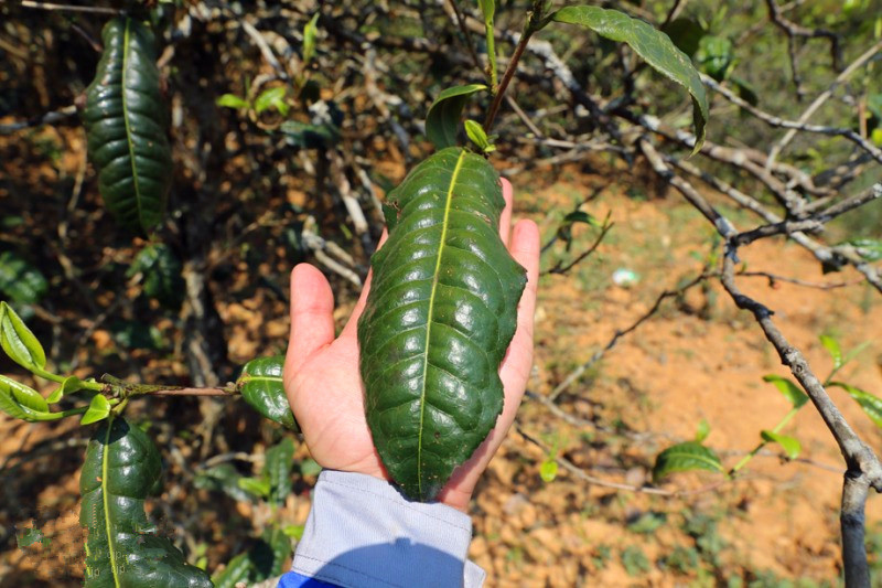 2023年忙肺古樹春茶品質(zhì)怎么樣？