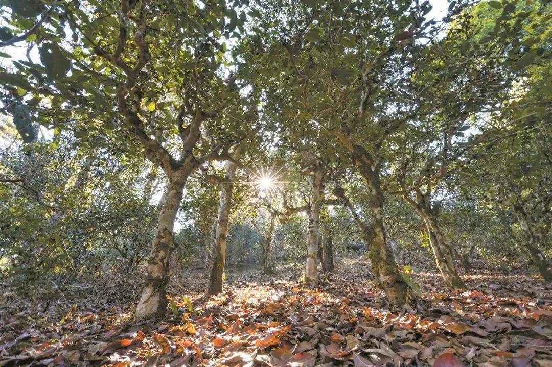 2023年忙肺古樹春茶特點是什么？