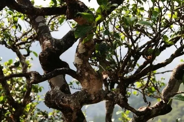 2023年忙肺古樹春茶價格是多少？