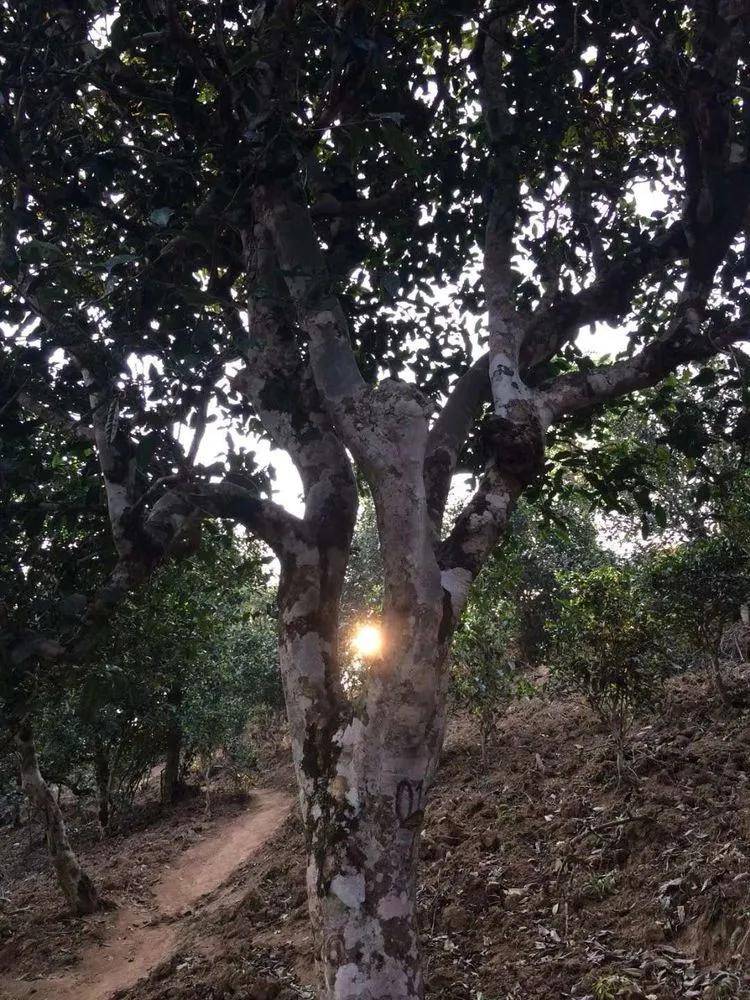 2023年小戶賽古樹春茶口感如何？