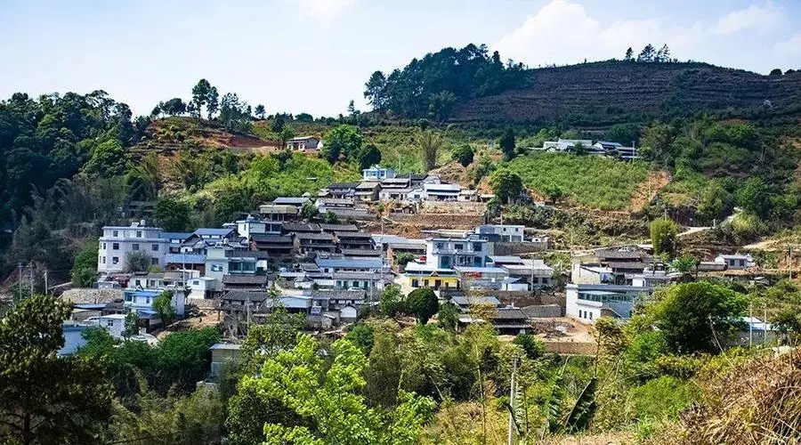 2023年正氣塘古樹春茶口感如何？