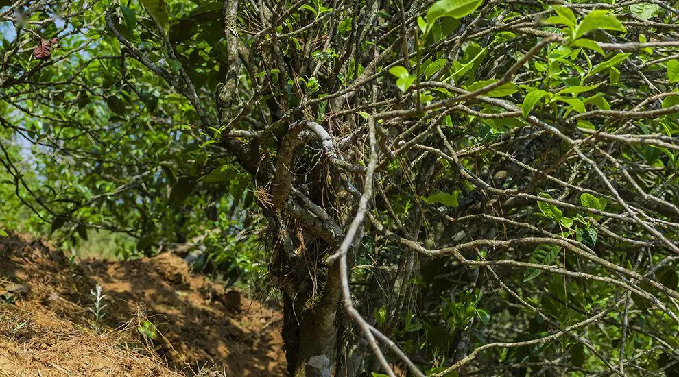 2023年正氣塘古樹春茶特點是什么？