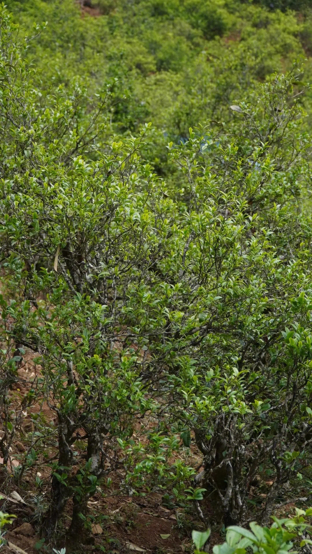 2023年壩糯古樹春茶特點是什么？