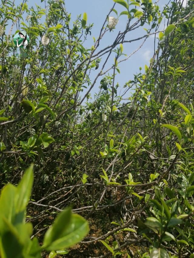 2023年壩糯古樹春茶價格是多少？