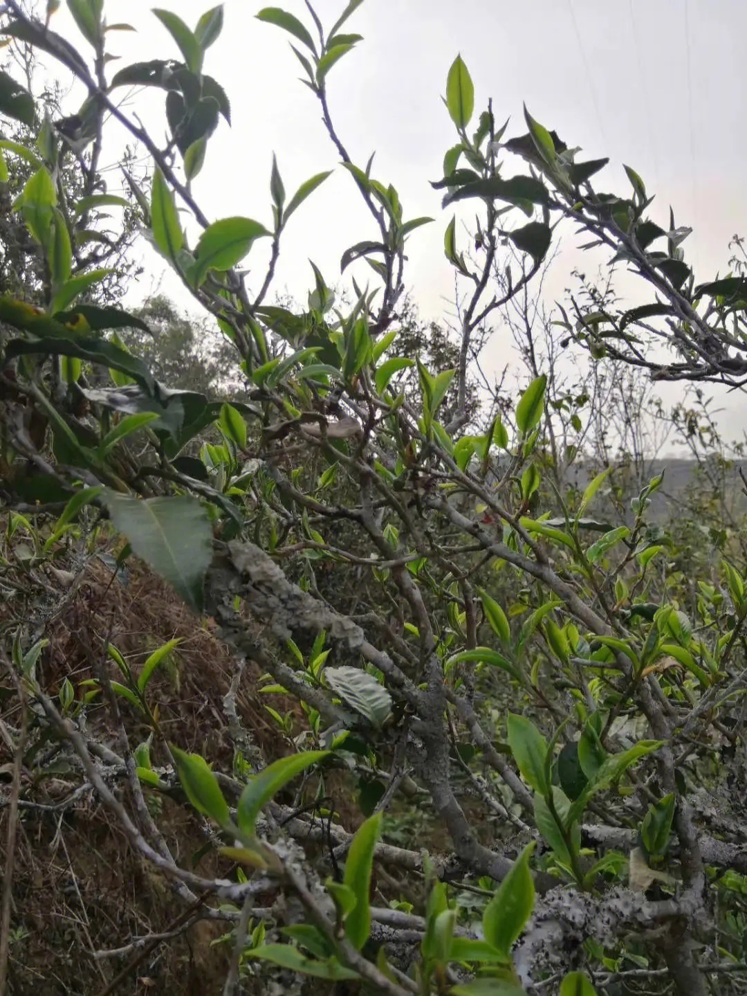 2023年壩糯古樹春茶多少一公斤？