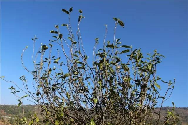 2023年那蕉古樹春茶品質(zhì)如何？