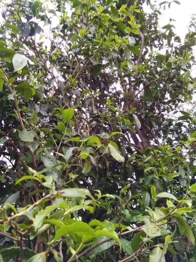 2023年那蕉古樹春茶口感怎么樣？