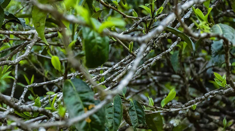 2023年那蕉古樹春茶多少一公斤？