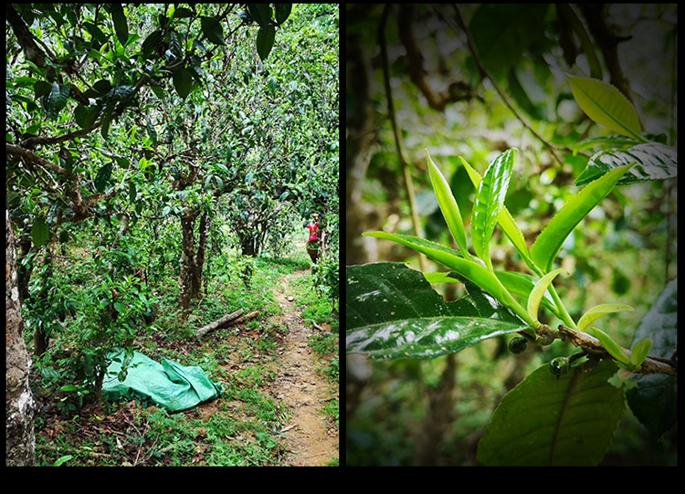 2023年南迫古樹春茶特點是什么？