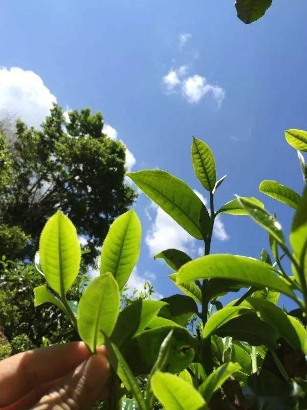 2023年南迫古樹春茶價格是多少？