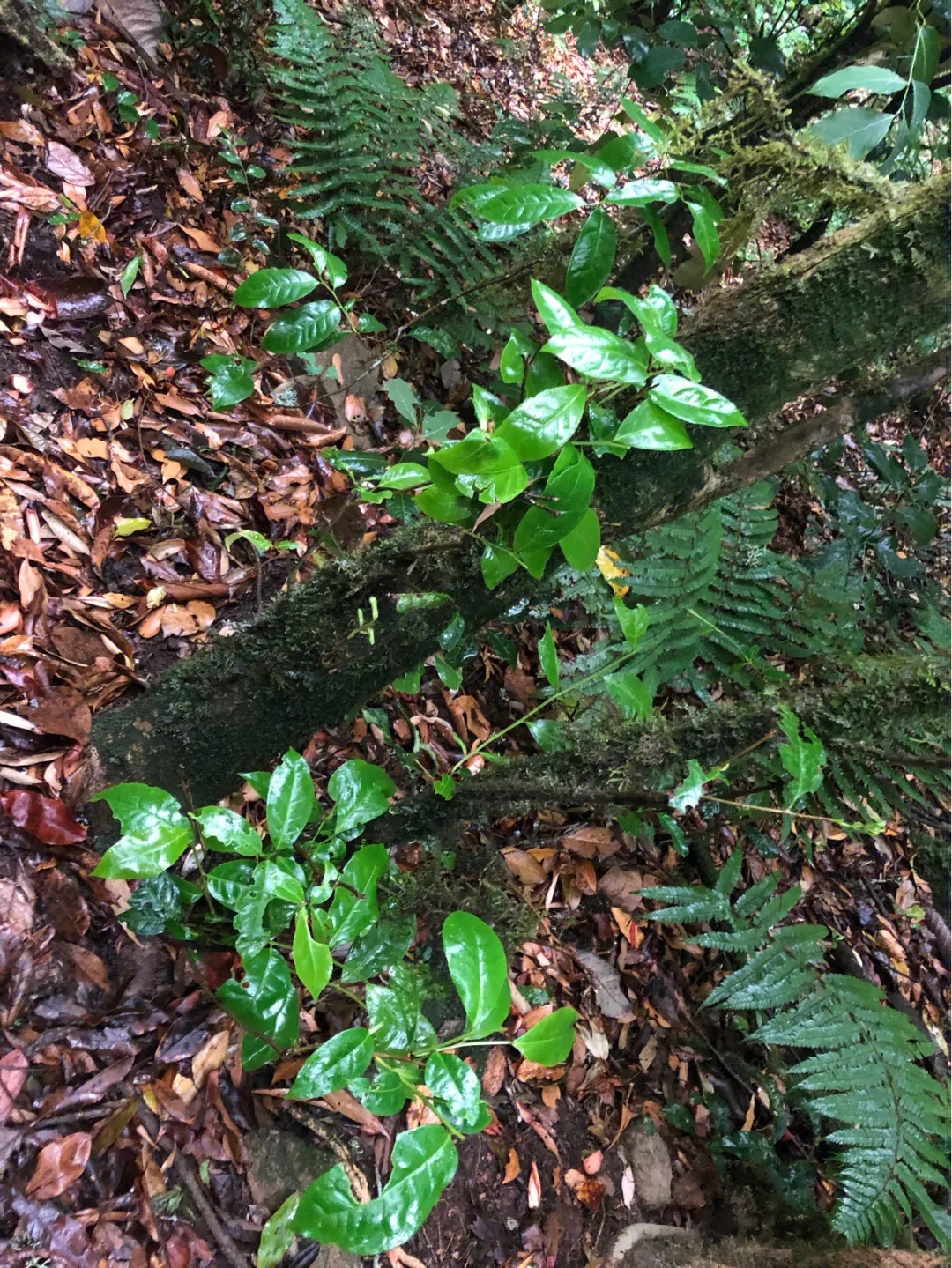 2023年南迫古樹春茶多少一公斤？