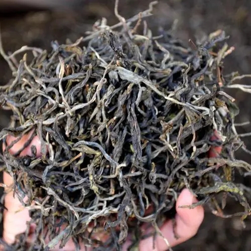 2023年地界古樹春茶品質(zhì)如何？