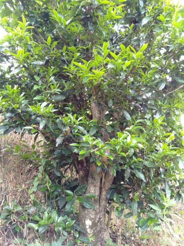 2023年壩歪古樹春茶口感怎么樣？