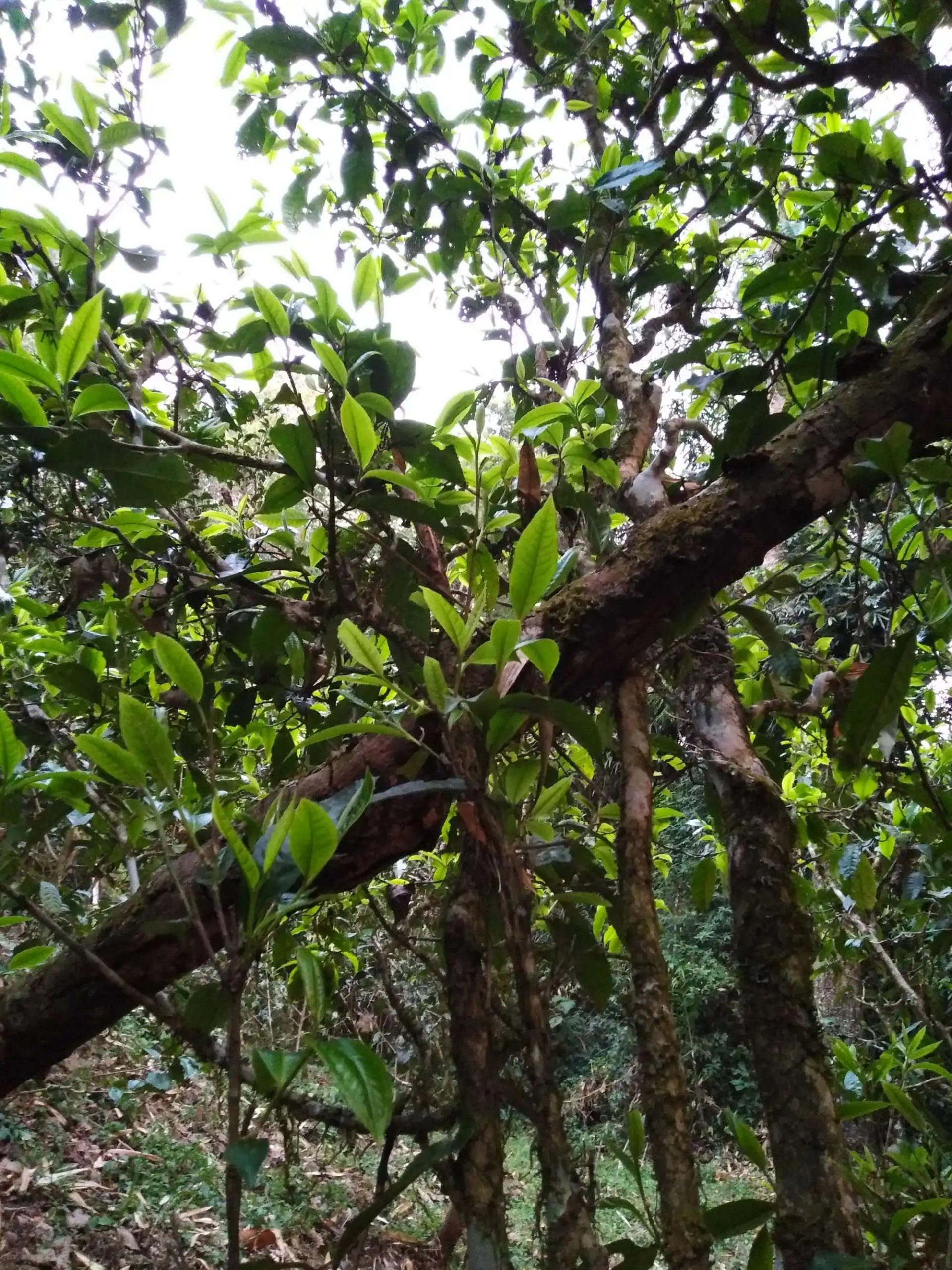 2023年糯伍古樹春茶品質(zhì)如何？