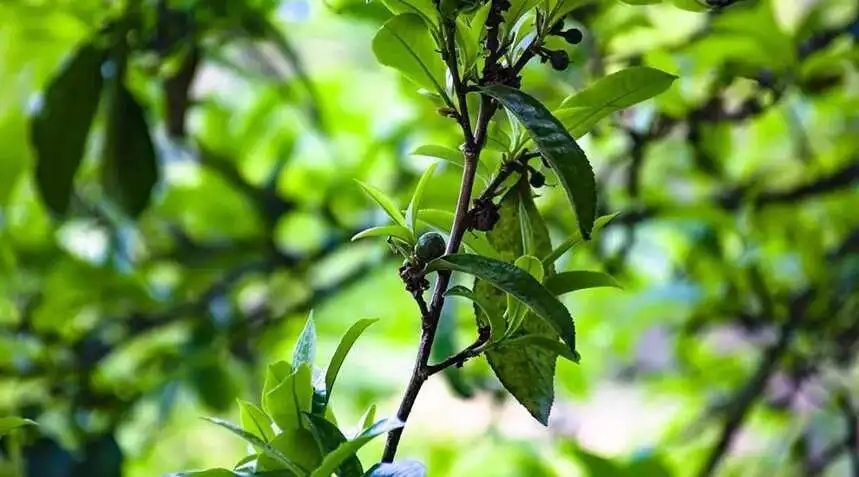 2023糯伍古樹春茶價格是多少？