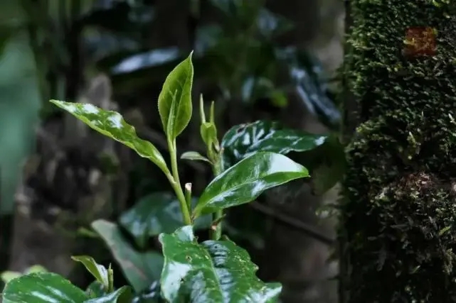 2023年薄荷塘古樹春茶品質(zhì)怎么樣？