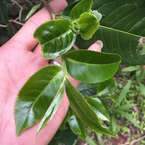 2023年薄荷塘古樹春茶口感如何？