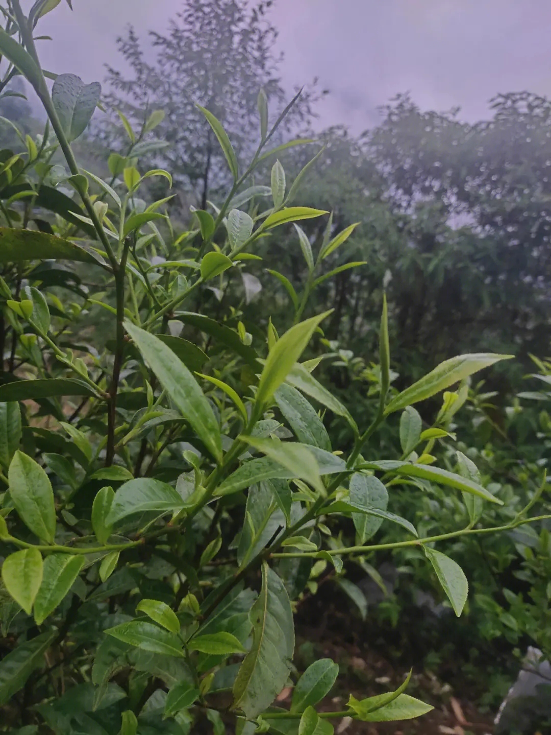 2023年薄荷塘古樹春茶特點？