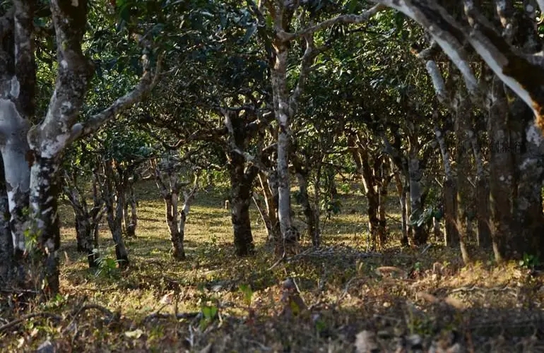 2023年彎弓古樹春茶特點是什么？