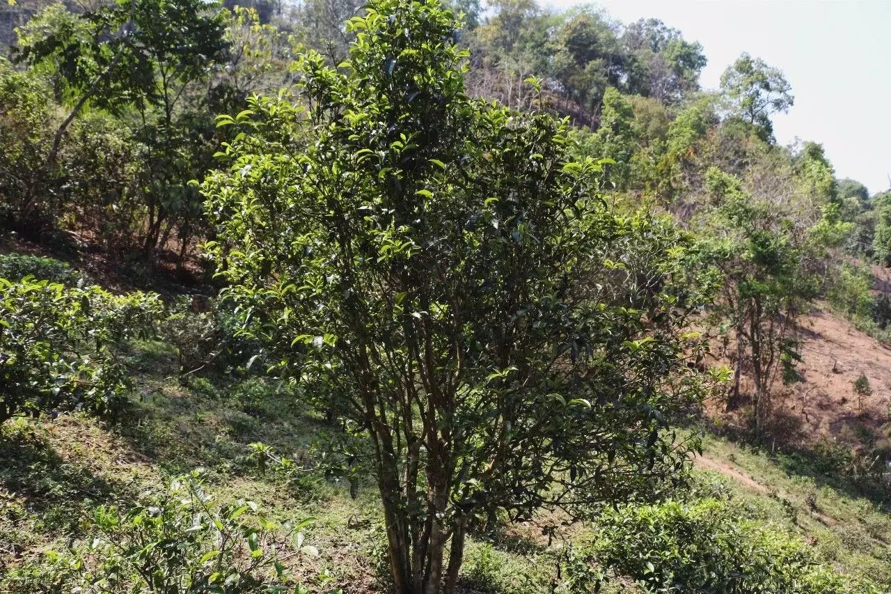 2023年彎弓古樹春茶價格是多少？