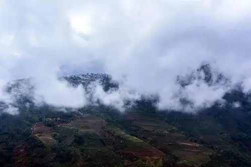 2023年勐庫大忠山古樹春茶口感如何？