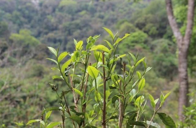 2023年勐庫那蕉古樹春茶品質(zhì)如何？