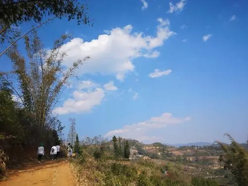 2023年勐庫豆腐寨古樹春茶特點是什么？