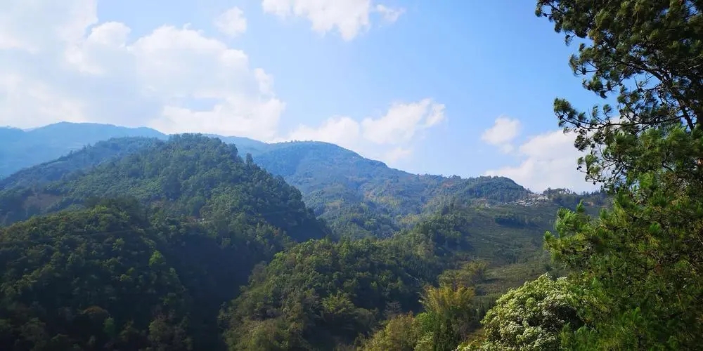 2023年勐庫(kù)豆腐寨古樹春茶品質(zhì)如何？