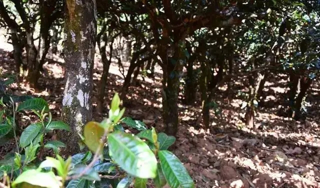 2023年勐庫(kù)豆腐寨古樹春茶價(jià)格是多少？