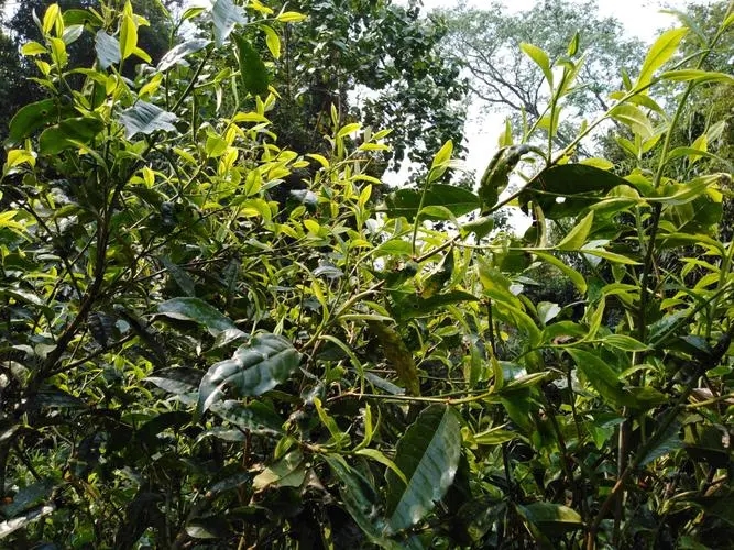 2023年勐庫(kù)河邊寨古樹春茶價(jià)格是多少？