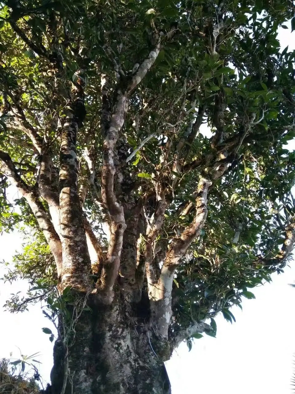 2023年麻栗坡古樹春茶口感怎么樣？