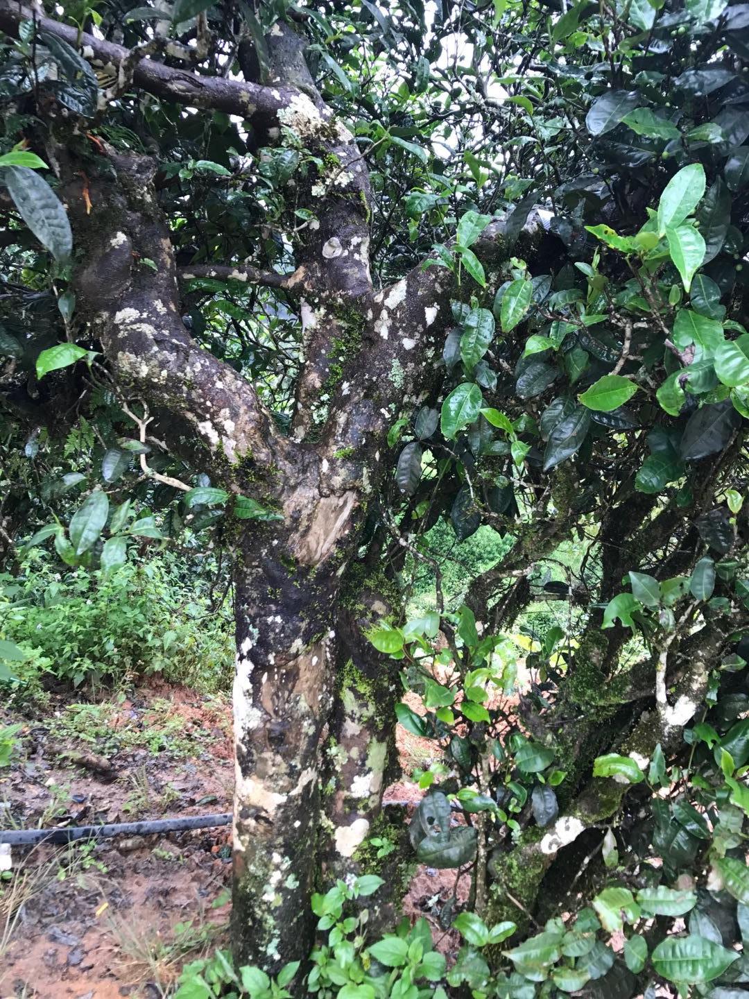 2023年麻栗坡古樹春茶價(jià)格是多少？