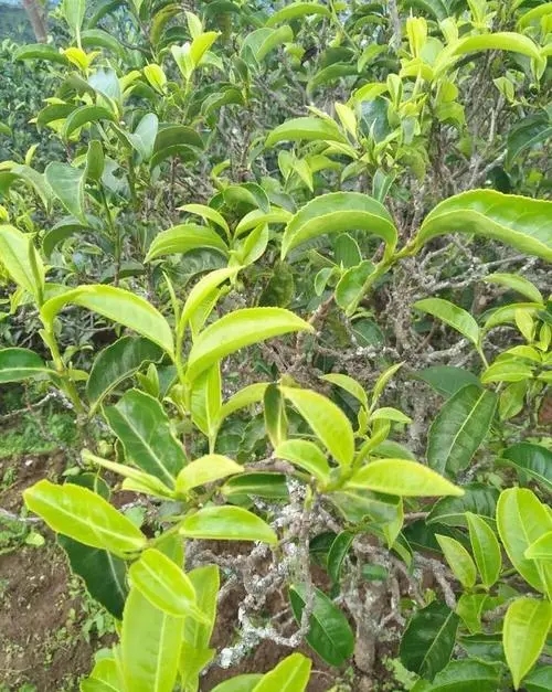 2023年鍋底塘古樹春茶口感如何？