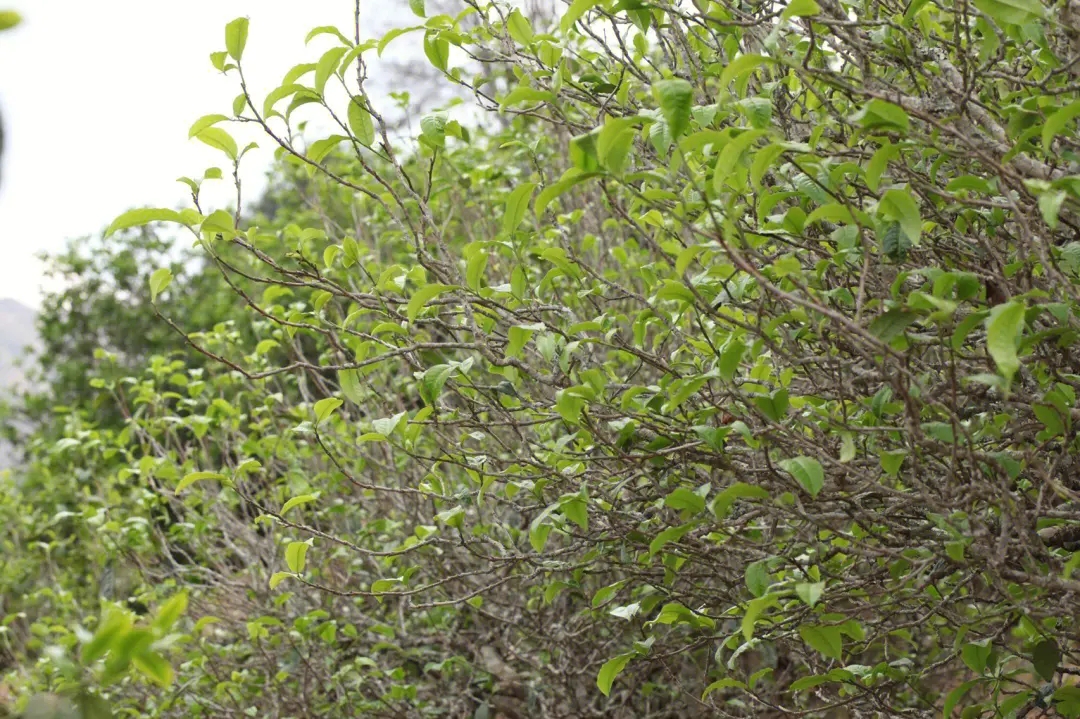 2023年鍋底塘古樹春茶價(jià)格多少？