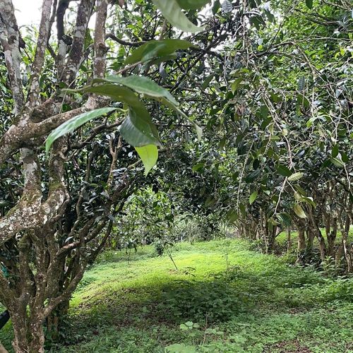 2023年永德大雪山古樹春茶特點(diǎn)是什么？