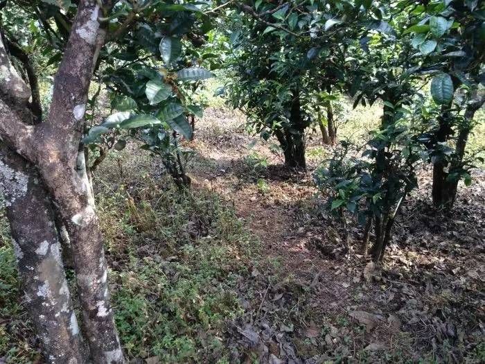 2023年永德大雪山古樹春茶價(jià)格是多少？